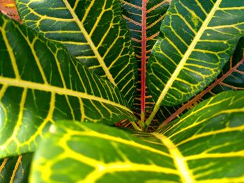 Close-up of green leaves