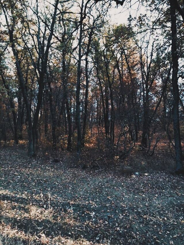 tree, tranquility, forest, tranquil scene, nature, tree trunk, woodland, beauty in nature, scenics, growth, autumn, landscape, non-urban scene, the way forward, branch, season, day, outdoors, no people, dirt road