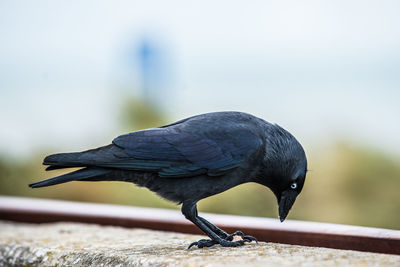 Close-up of bird perching on a wall