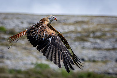 Close-up of eagle flying