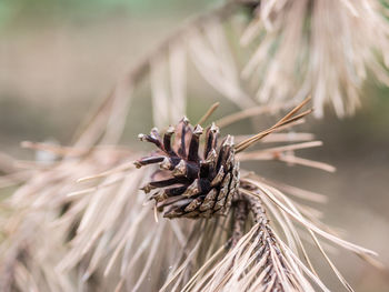 Close-up of dried plant on field