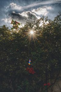 Trees and plants against sky