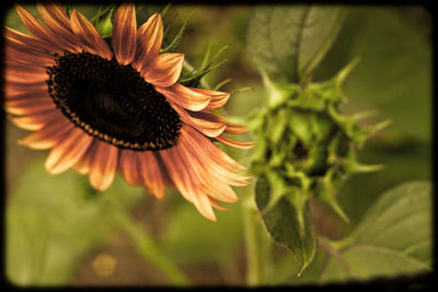 Close-up of sunflower