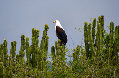 Bird perching on wooden post