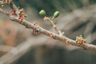 Close-up of flowers on tree