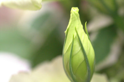 Close-up of leaves