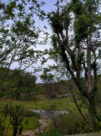 Trees growing on field against sky