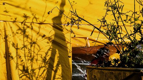 Low angle view of yellow flowers against trees