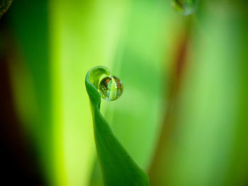 Close-up of frog on leaf