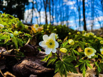 Close-up of white flowering plant