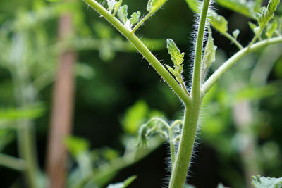 Close-up of insect on plant