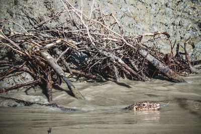View of driftwood in river