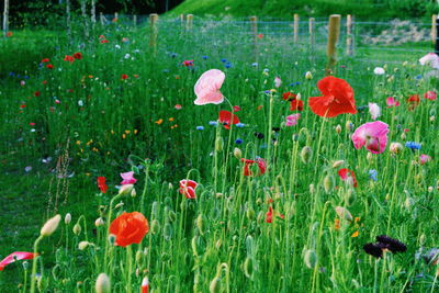 Red poppies blooming on field