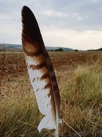 Close-up of giraffe on field against sky