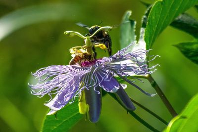 Close-up of bee on purple flower