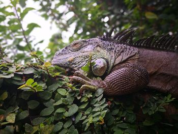 Close-up of lizard on tree