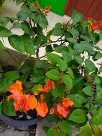 Close-up of orange flowering plant