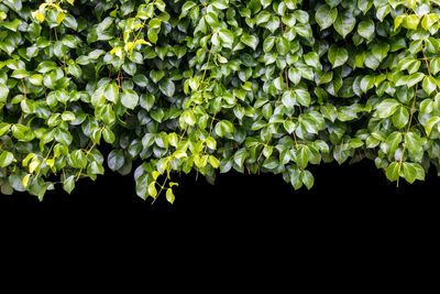 Low angle view of flowering plants against black background