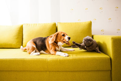 Dogs relaxing on sofa at home