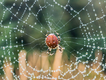 Close-up of spider on wet web
