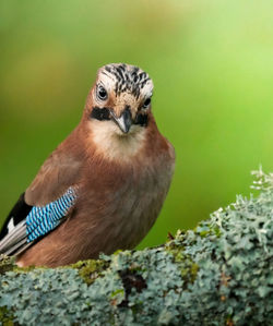 Close-up of bird