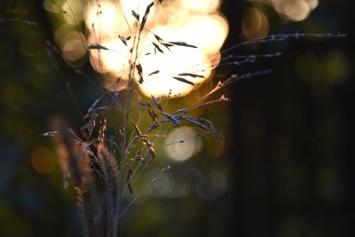 Close-up of plant during sunset