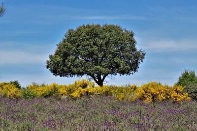 Fresh yellow flowering plants on field against sky