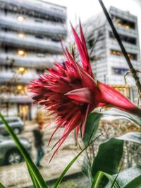 Close-up of red flowering plant