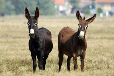 Full length view of donkey standing grass