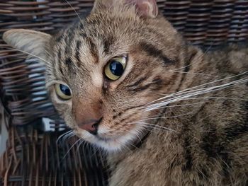 Close-up portrait of cat