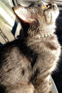 Close-up of cat looking away at home