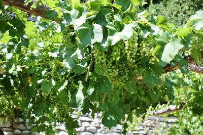 Grapes growing on tree