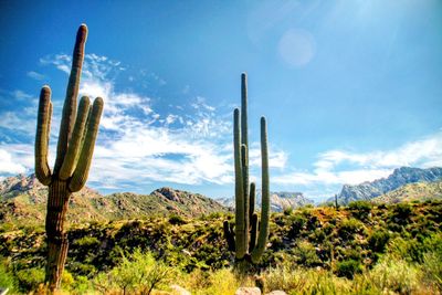 Organ pipe cactuses on field against mountains