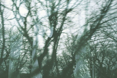 Low angle view of trees in forest