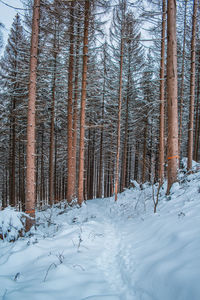 Trees on snow covered field in forest