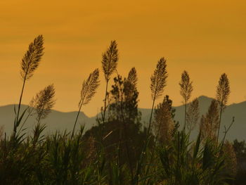 Close-up of silhouette plants growing on field against orange sky