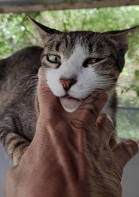 Close-up portrait of cat with hand