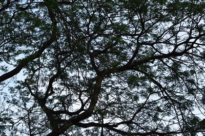 Low angle view of tree against sky