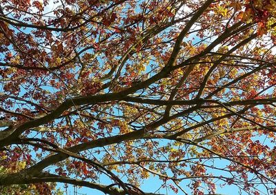 Low angle view of flower tree against sky