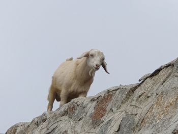 Low angle view of an animal on rock against sky