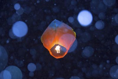 Close-up of fish swimming in sea