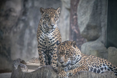 Leopards relaxing at zoo