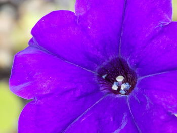 Close-up of wet purple flower blooming outdoors