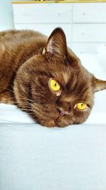 Close-up portrait of a cat