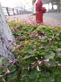 Close-up of plants