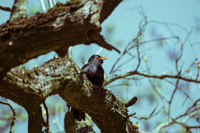 Bird perching on tree trunk