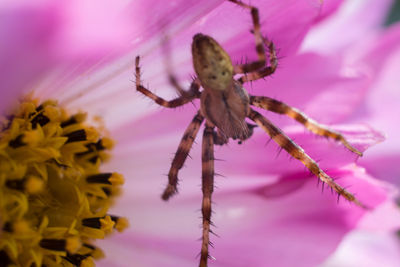 Close-up of insect on pink flower