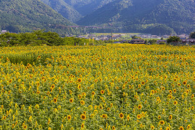 Yellow flowers growing on field