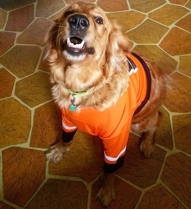 dog, pets, animal themes, one animal, domestic animals, portrait, mammal, looking at camera, sitting, high angle view, indoors, full length, relaxation, brown, front view, flooring, pet collar, cute, close-up