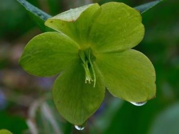 Close-up of flowers blooming